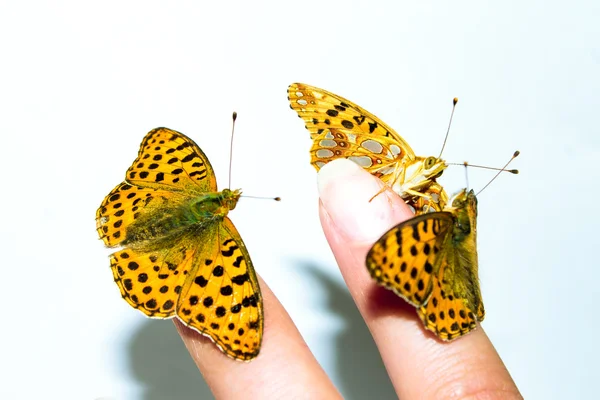 Τρεις πειθήνιοι πεταλούδα στο γυναικείο δάχτυλο — Φωτογραφία Αρχείου