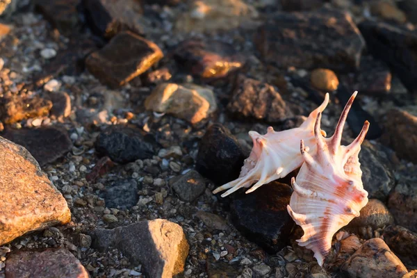 Hermosas conchas marinas en la playa — Foto de Stock
