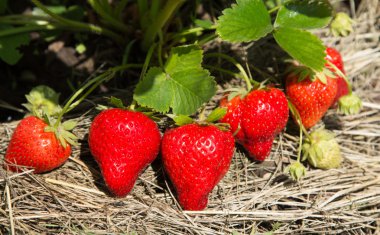 Bahçedeki kırmızı ve olgun çilek
