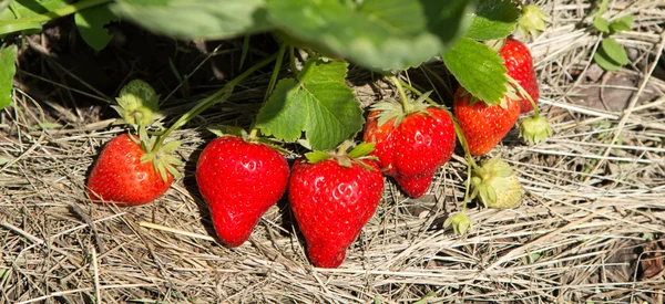 Rood en rijp aardbeien in de tuin — Stockfoto