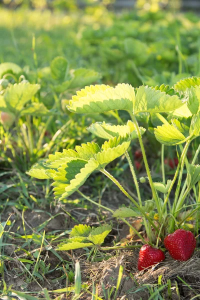 Röd och mogna jordgubbar i trädgården — Stockfoto