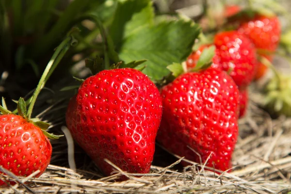 Rood en rijp aardbeien in de tuin Rechtenvrije Stockafbeeldingen