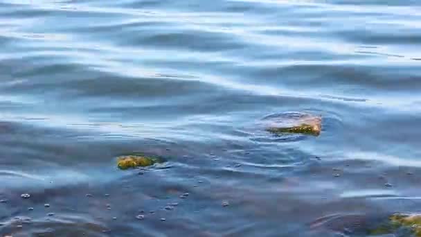 Klidné Vlny Vody Mezi Kameny Během Dne Mytí Pobřeží Mech — Stock video