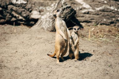 big and small meerkat clipart