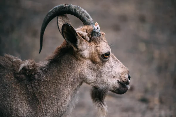 Retrato de un carnero con un cuerno —  Fotos de Stock