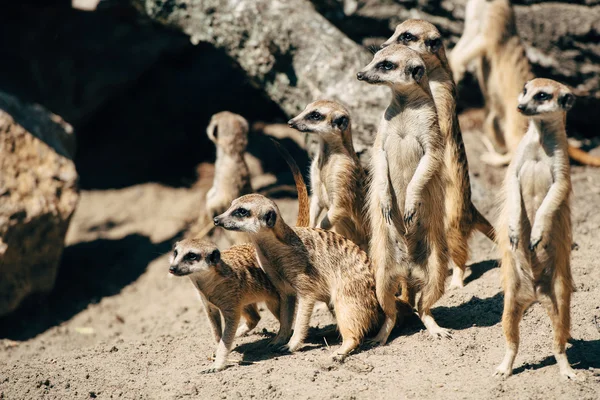 Familia meercats buscando — Foto de Stock