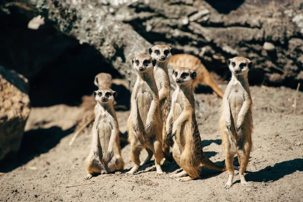 Se ve la familia meercats — Foto de Stock