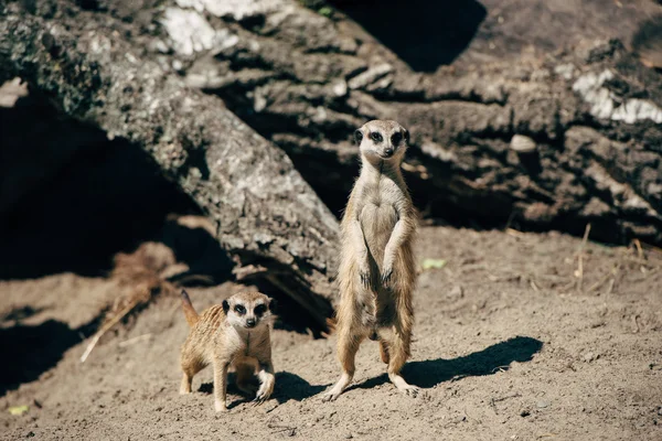 Zwei Erdmännchen auf Sand — Stockfoto