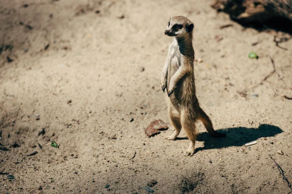 Erdmännchen allein auf Sand — Stockfoto