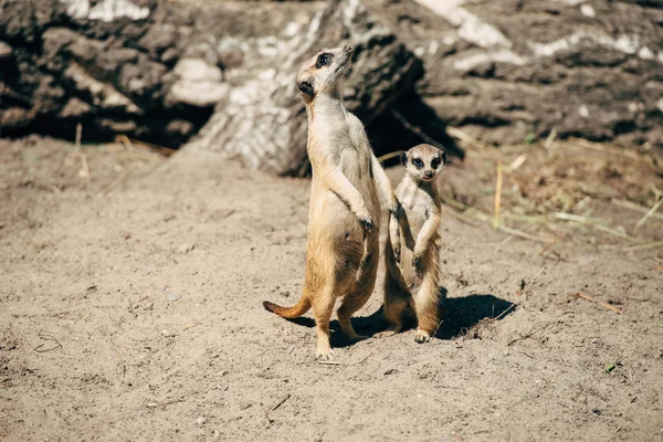 Μικρά και μεγάλα meerkat — Φωτογραφία Αρχείου