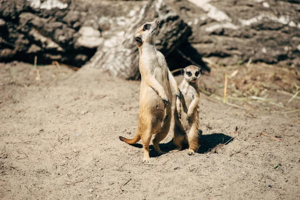 Nagy és a kis meerkat — Stock Fotó