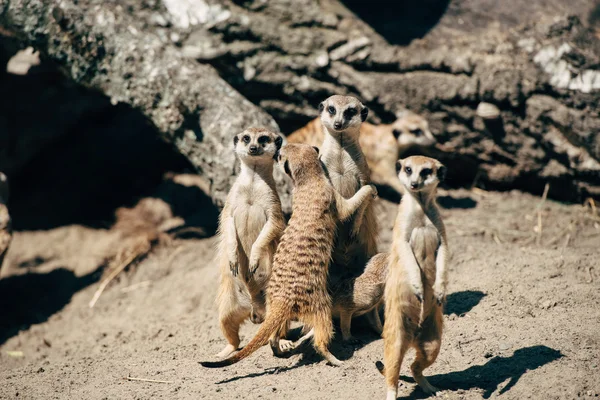 Meerkats családi átölelve — Stock Fotó