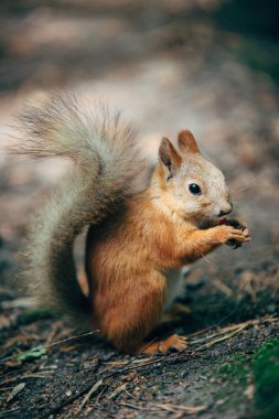 Sincap fındık yiyor.
