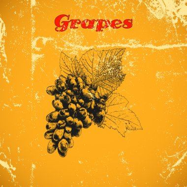 Beyaz arka plan üzerinde izole el çizilmiş avokado Büyük koleksiyonu.