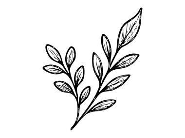 El çizimi siyah siluet, uzun yapraklı botanik dal, beyaz arka planda izole edilmiş, grafik çizimi. Doğal element kavramı, çiçek dekoru, zarif bitki tasarımı..