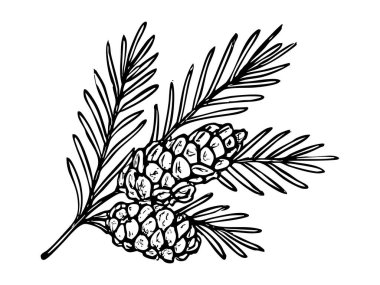 Siyah beyaz el çizimi kozalak ve iğnelerin yeni yıl teması. Doğa konsepti, kış dekoru, tatil, botanik sanatı, tasarım elementi.