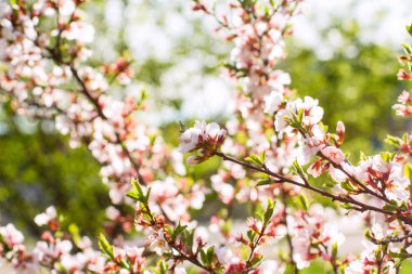 dal kiraz çiçekleri