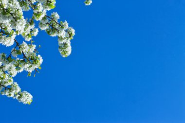 arka plan gökyüzü üzerinde elma çiçek çiçeklenme