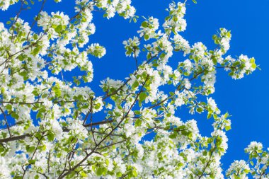 arka plan gökyüzü üzerinde elma çiçek çiçeklenme