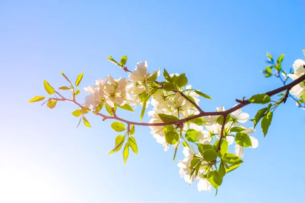 Apfelblumen blühen, am Hintergrund Himmel — Stockfoto