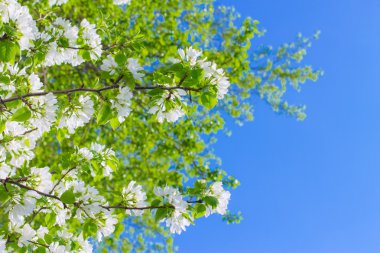 arka plan gökyüzü üzerinde elma çiçek çiçeklenme