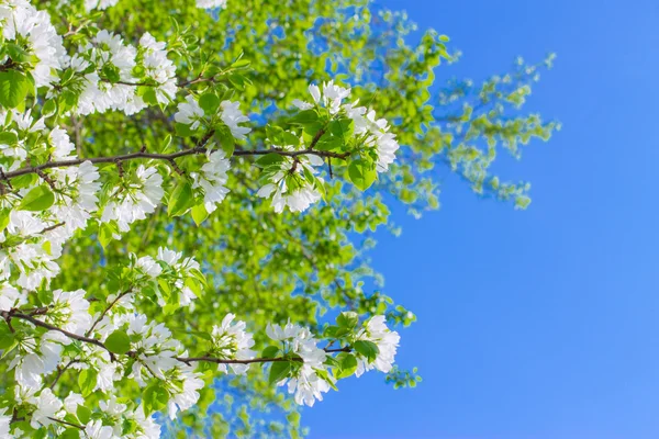 Flores de manzana están floreciendo, en el cielo de fondo — Foto de Stock