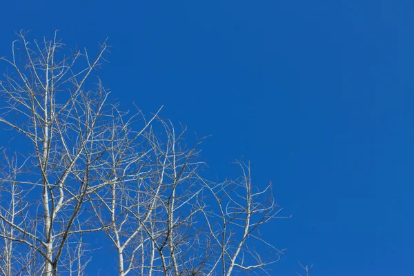 干燥的棉木树对蓝天 — 图库照片