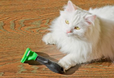Beyaz kabarık angora kedi Furminator penye