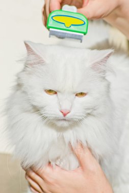 Beyaz kabarık angora kedi Furminator penye