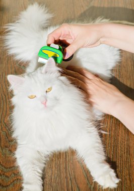 Beyaz kabarık angora kedi Furminator penye