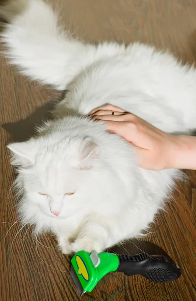 Combing white fluffy angora cat Furminator — Stock Photo, Image