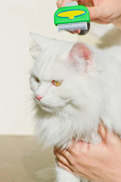 白いふわふわのアンゴラ猫 Furminator をとかす — ストック写真