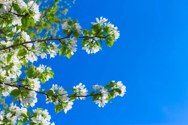 Apfelblumen blühen, am Hintergrund Himmel — Stockfoto