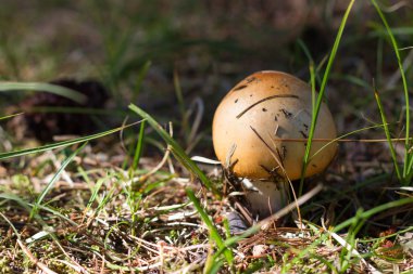 russula, çim sarı şapkalı mantar