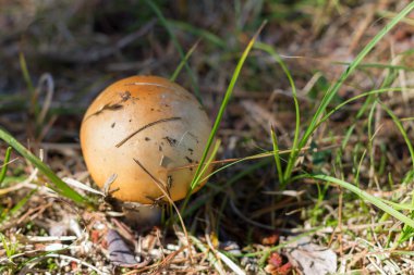 russula, çim sarı şapkalı mantar