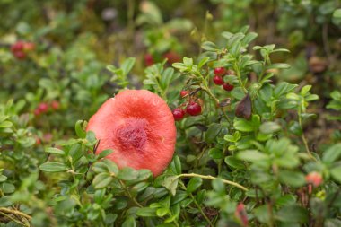 russula, kızılcık, kırmızı şapkalı mantar arasında büyüyor