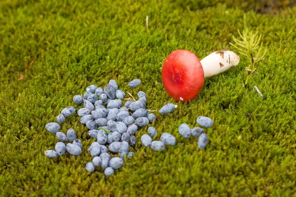 Russula and blue berries on the grass with fern leaves and cranb — стоковое фото