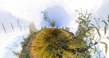 Uzun boylu yeşil çim sonbaharda ağacında. Sterografik pano