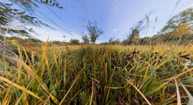 Uzun boylu yeşil çim sonbaharda ağacında. Sterografik pano