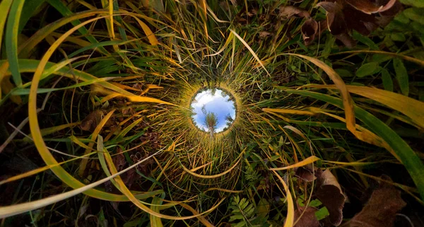 The tree in the tall green grass in the fall. Stereographic pano