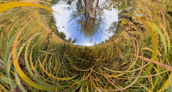 The tree in the tall green grass in the fall. Stereographic pano