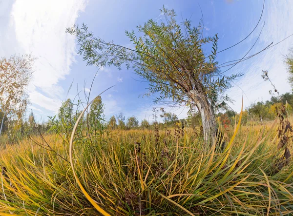 The tree in the tall green grass in the fall. Stereographic pano
