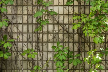 Bitkiler üzerinde kirli tuğla duvar