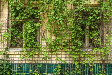 Bitkiler üzerinde kirli tuğla duvar