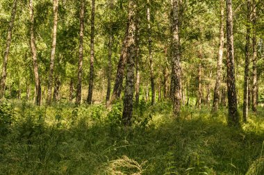 Ormandaki ağaçlar şartını