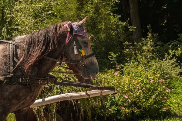 Hästar i sele. Närbild — Stockfoto