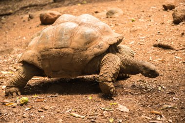 Mauritius kaplumbağa dinlenme. Kaplumbağa yürüyüşler Mauritius