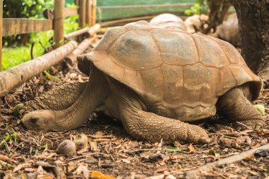 Mauritius kaplumbağa dinlenme. Kaplumbağa yürüyüşler Mauritius