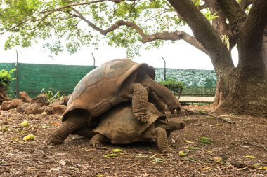 Aşk oyunları kaplumbağalar Mauritius