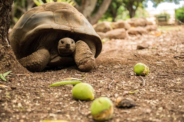 turtle rest in Mauritius. turtle walks in Mauritius